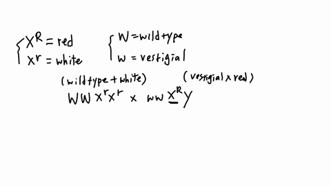 in-fruit-flies-the-allele-for-vestigial-wings-is-recessive-to-the-allele-for-wild-type-wings-and-the-allele-for-white-eyes-is-recessive-to-the-allele-for-red-eyes-the-gene-controlling-wing-t-98656