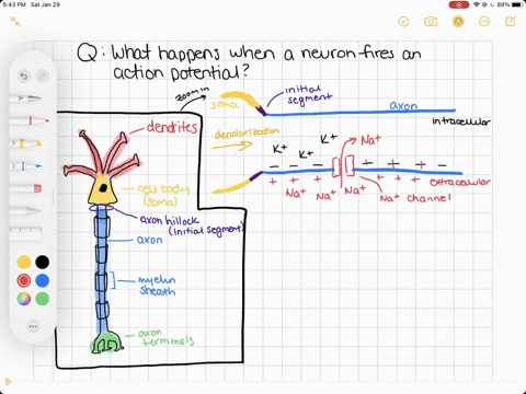 explain-the-process-of-an-action-potentialbe-sure-to-include-synaptic-transmission-in-your-explaination-43478