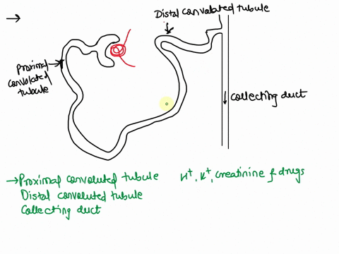 in-which-segments-of-the-nephron-and-collecting-duct-does-secretion-occur-42159