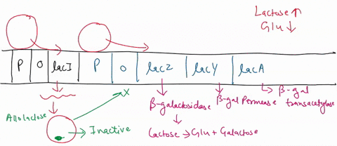 analyze-the-following-genotypes-of-the-lac-operon-in-e-coli-in-each-case-determine-whether-beta-galactosidase-enzyme-that-digests-lactose-and-permease-membrane-channel-that-brings-lactose-in-62234