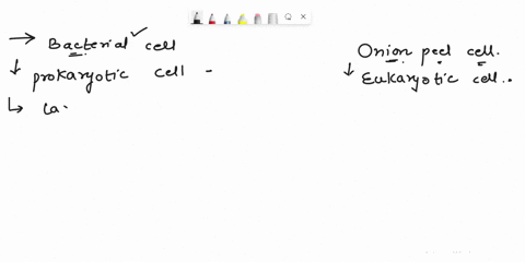 how-is-a-bacterial-cell-different-from-an-onion-peel-cell-71373