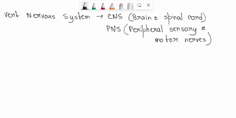 describe-how-vertebrate-nervous-systems-are-organized-into-voluntary-and-involuntary-components-list-42516