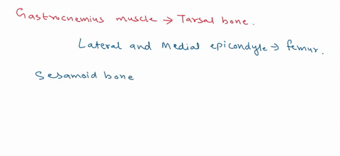 the-gastrocnemius-muscle-attaches-to-which-tarsal-bone-via-the-achilles-tendon-14701