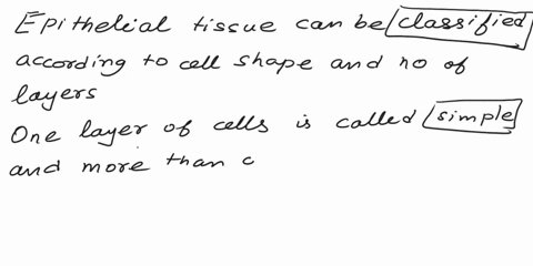 place-a-single-word-into-each-sentence-to-make-it-correct-rectangle-epithelial-tissue-can-be-according-to-cell-shape-and-number-of-layers-ts-square-one-layer-of-cells-is-called-and-more-than-19612