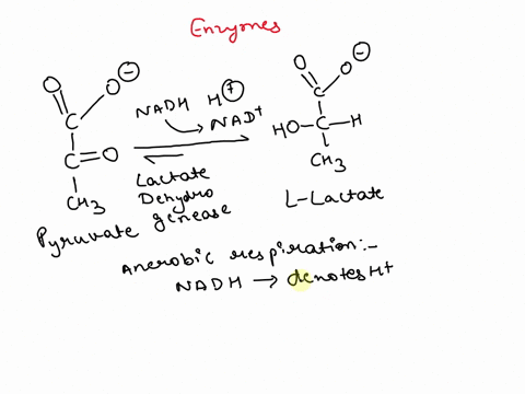 the-enzyme-lactate-dehydrogenase-ldh-catalyses-the-reduction-of-pyruvate-with-nadh-to-form-lactate-although-nadh-is-technically-substrate-which-is-consumed-and-must-be-regenerated-by-other-r-45623