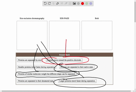 size-exclusion-column-chromatography-and-sds-page-are-methods-used-to-separate-mixtures-of-proteins-match-each-statement-with-the-appropriate-category-size-exclusion-chromatography-sds-page-04873