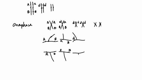 consider-a-cell-that-is-2n-6-the-cell-is-heterozygous-for-gene-a-homozygous-dominant-for-gene-b-and-homozygous-recessive-for-gene-d-gene-a-and-gene-b-are-on-the-same-chromosome-but-gene-d-is-on-a-di-2