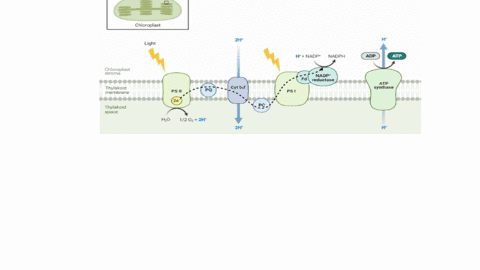 during-the-light-reactions-energy-is-primarily-gathered-by-chloropiyi-pigments-which-acquire-energy-by__-select-one-excitation-of-electrons-by-absorption-of-photons-of-a-specific-wavelength-83924
