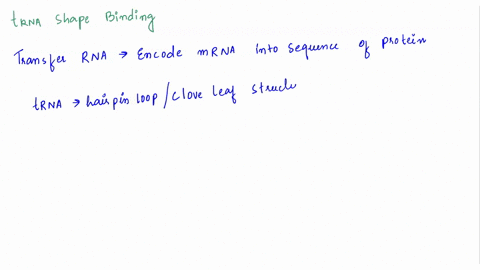 what-type-of-bonding-is-responsible-for-maintaining-the-shape-of-the-trna-molecule-a-hydrogen-bonding-between-base-pairs-b-peptide-bonding-between-amino-acids-c-covalent-bonding-between-sulf-06059