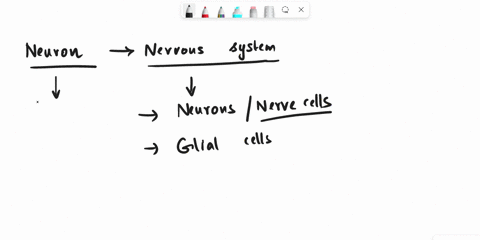 aneuron-nerve-cell-consists-only-of-an-axon-dendrite-and-glial-cell-structure-true-false-02818
