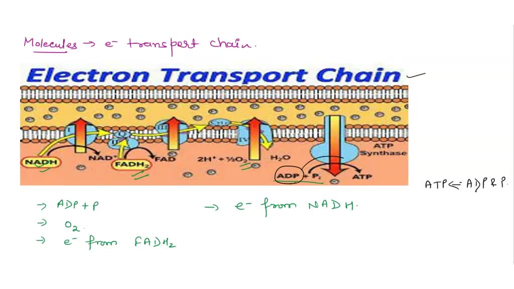 Solved What Are The Molecules That Go Into Are The Inputs For The Electron Transport Chain