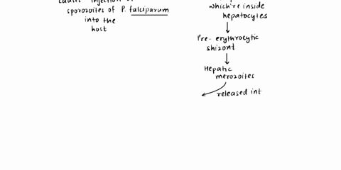 briefly-describe-the-life-cycle-of-plasmodium-falciparum-explain-where-it-reproducesthe-host-and-its-vector3-4-sentences-92486