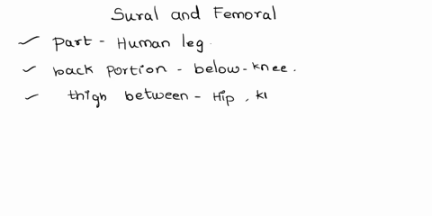 identify-the-region-between-the-sural-and-the-femoral-region-on-the-posterior-side-71103