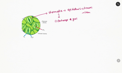 if-a-plant-closes-its-stomata-this-means-it-will-become-turgid-it-loses-water-by-transpiration-it-can-take-in-more-oxygen-for-respiration-it-cannot-take-in-carbon-dioxide-for-photosynthesis-03997