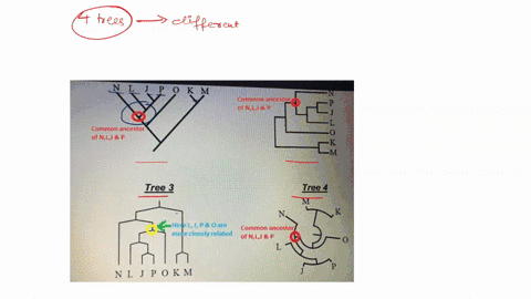 il-3-which-of-the-four-trees-above-depicts-a-different-pattern-of-relationships-than-the-others-explain-your-rationale-for-the-choice-you-made_-1-pt-48794