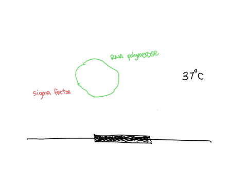 a-strain-of-bacteria-possesses-a-temperature-sensitive-mutatio-in-the-gene-that-encodes-the-sigma-fa-35867