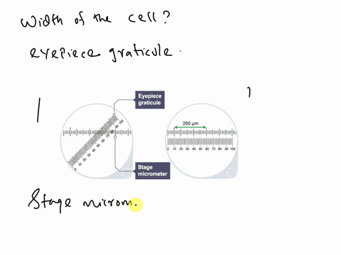 how-do-you-calculate-the-width-of-a-cell-51317