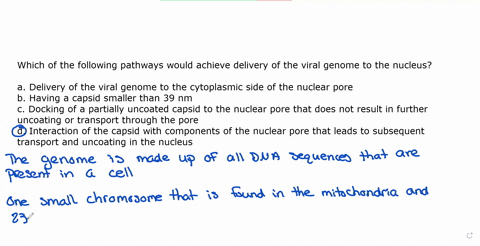 which-of-the-following-pathways-would-achieve-delivery-of-the-viral-genome-to-the-nucleus-delivery-of-the-viral-genome-to-the-cytoplasmic-side-of-the-nuclear-pore-having-a-capsid-smaller-tha-48025