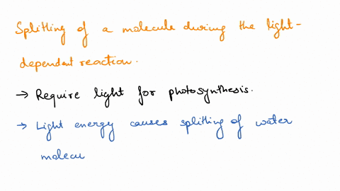 during-the-light-dependent-reactions-of-photosynthesis-light-energy-is-indirectly-used-to-split-a-molecule-of-_________-the-electrons-from-this-molecules-are-then-used-to-replace-electrons-t-61748