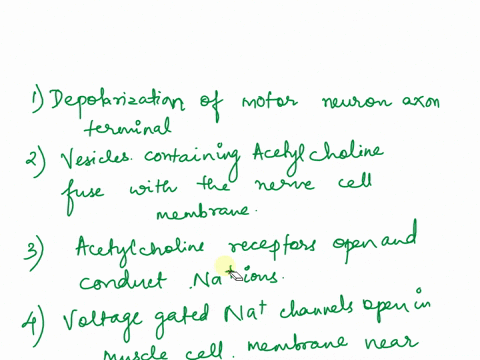 put-these-steps-in-neuromuscular-junction-synaptic-transmission-excitation-contraction-coupling-and-muscle-relaxation-in-chronological-order-note-it-will-help-to-refer-to-the-diagram-posted-at-the-end