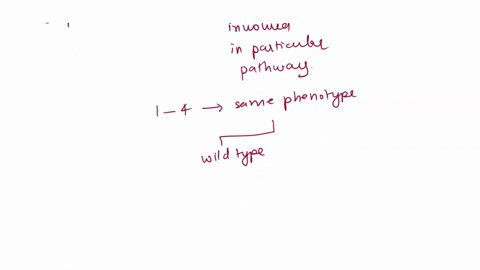 four-homozygous-recessive-mutant-lines-of-drosophila-labeled-through-4-showed-abnormal-leg-coordination-which-made-their-walking-highly-erratic-these-lines-were-intercrossed-the-phenotypes-o-17976