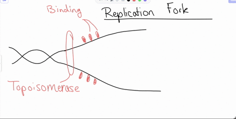 3-a-list-the-function-of-each-of-the-following-7-proteins-during-dna-replication-and-b-number-each-protein-1-through-7-to-describe-which-acts-first-during-replication-although-many-activitie-66024
