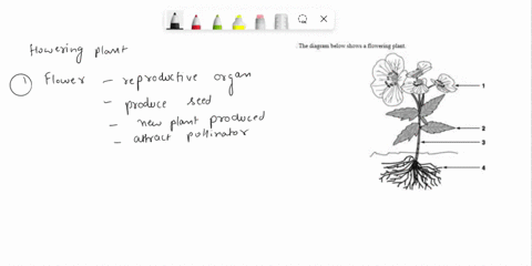 identify-and-explain-the-functions-of-each-numbered-plant-organ-in-the-diagram-the-diagrat-below-shows-flowering-plant-53096