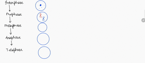 draw-a-simple-sketch-of-what-you-see-at-each-stage-of-mitosis-interphase-prophase-metaphase-anaphase-and-telophase-58306