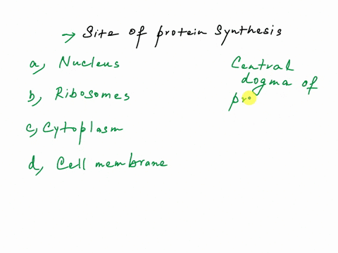where-are-proteins-made-in-the-cell-nucleus-ribosomes-cytoplasm-cell-membrane-29995
