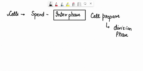 cells-spend-most-of-their-time-in-the-s-phase-phase-of-the-cell-cycle-mitotic-phase-g2-phase-g1-phase-interphase-question-11-which-of-the-following-is-not-a-cell-cycle-inhibiting-protein-brc-88187