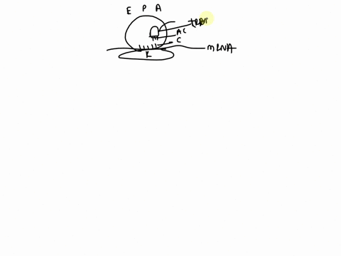 question-15-identify-what-happens-in-the-p-site-of-the-ribosome-a-formation-of-the-peptide-bond-b-empty-trna-exits-the-ribosome-ccharged-initiator-trna-enters-the-ribosome-dcharged-trna-ente-56162