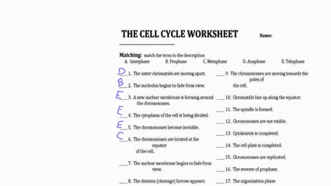 the-cell-cycle-worksheet-name-matching-match-the-term-to-the-description-4-interphase-b-prophase-c-metaphase-danaphase-e-telophase-the-sister-chromatids-are-moving-apart-9-the-chromosomesare-09789