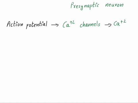 complete-the-narrative-below-by-filling-in-the-blanks-with-the-terms-provided-in-the-word-bank-synapses-are-the-junctions-between-incurons-some-are-electrical-where-an-impulse-passes-from-an-15662