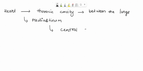 the-heart-lies-in-the-thoracic-cavity-between-the-lungs-in-an-area-called-the-58364