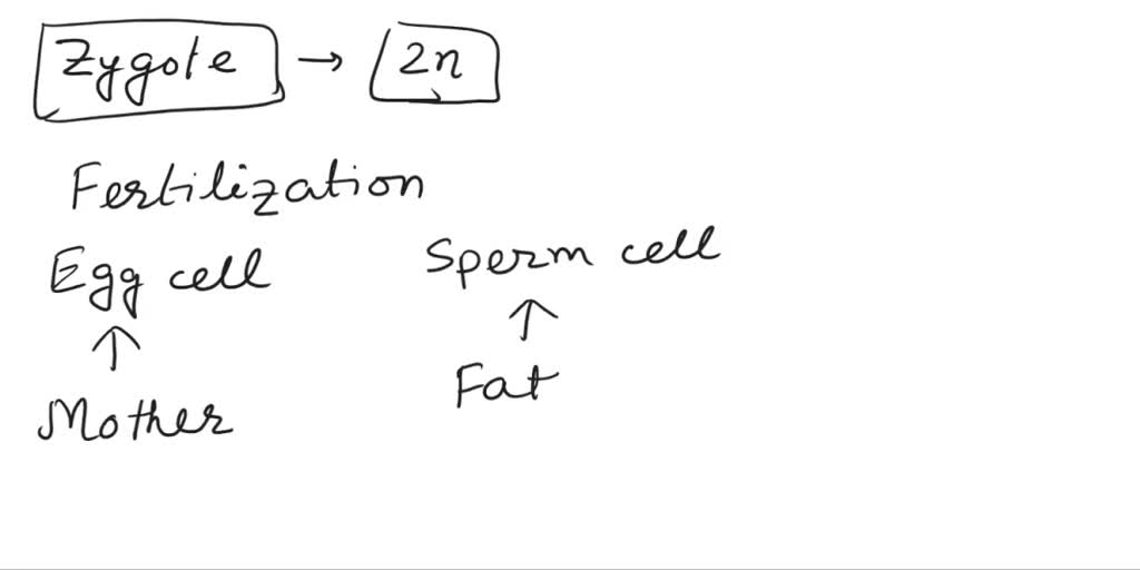SOLVED Which best explains the zygote? It has a diploid number of