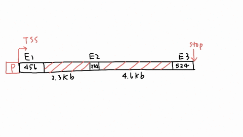 a-human-gene-was-initially-identified-as-having-three-exons-and-two-introns-the-exons-are-456-224-and-524-bp-whereas-the-introns-are-23-kb-and-46-kb-required-a-draw-this-gene-showing-the-pro-41166