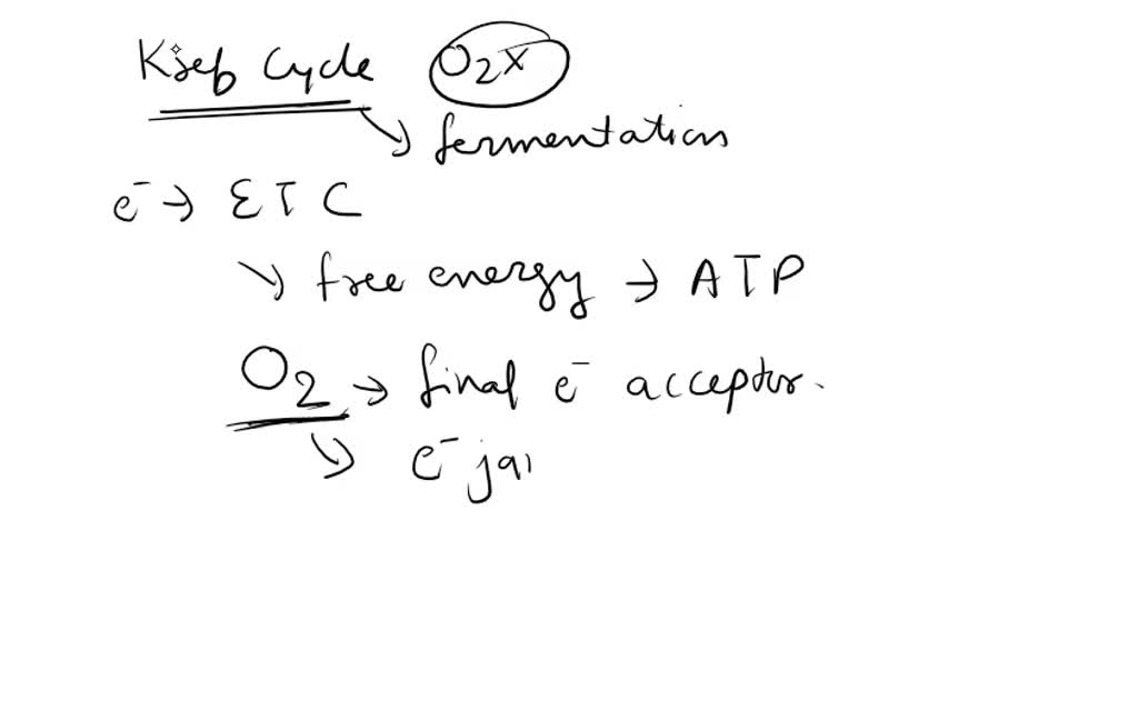 SOLVED The Krebs Cycle does not require oxygen, yet the Krebs Cycle