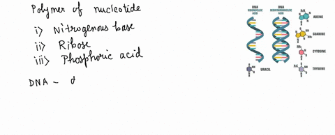 the-backbones-of-dna-and-rna-are-a-identical-b-very-different-made-of-nucleotides-in-dna-and-amino-acids-in-rna-c-made-of-alternating-sugars-and-phosphate-groups-d-made-of-a-chain-of-base-pa-70154