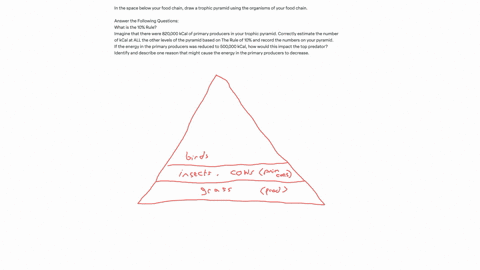 trophic-pyramids-draw-a-food-web-using-organisms-of-your-choice-with-the-exception-of-the-image-used-in-the-class-powerpoint-use-arrows-to-show-the-flow-of-energy-it-is-recommended-that-you-64862