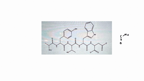 how-many-amino-acids-does-the-peptide-below-consists-of-link-59247