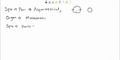 activity-1-phylum-porifera-l-porus-pore-ferre-to-bear-the-sponges-belong-to-phylum-porifera-unlike-the-rest-of-the-animal-kingdom-they-have-a-loose-body-organisation-there-are-approximately-91125