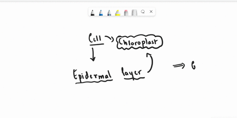 which-cells-are-responsible-for-having-chloroplast-in-them-and-are-found-in-epidermal-layer-23025