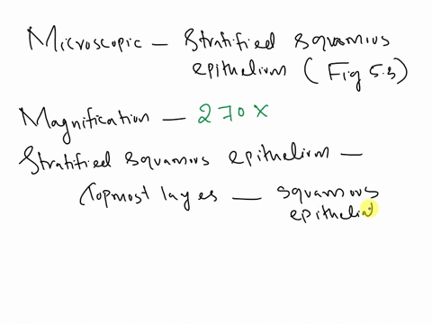 la-maraau-humo-surlko-bat-e-cnthtit-coticu-comxtc-7cua-sueufied-squamous-cplthet-etophjgus-151-ning-0t-270-microncople-obachvation-stmato-bot-5-4-cuboidal-pithct-obsorvbtlon-strotiliod-bar-5-32874