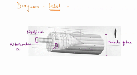 internal-structure-of-a-skeletal-muscle-cell-figure-108-label-thts-diagram-454n8-the-descriptions-belcyw-mfuscle-fibers-alternative-nic-for-skeletal-muscle-cells-nudleus-contains-the-genetic-51628