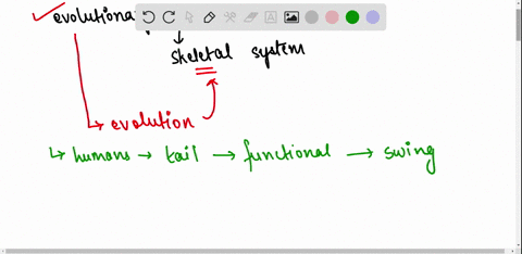 what-are-the-evolutionary-adaptations-of-skeletal-systems-and-how-do-they-function-10715