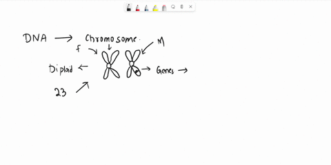 question-14-homologous-chromosomes-contain-the-same-genes-but-potentially-different-alleles-true-false-75576