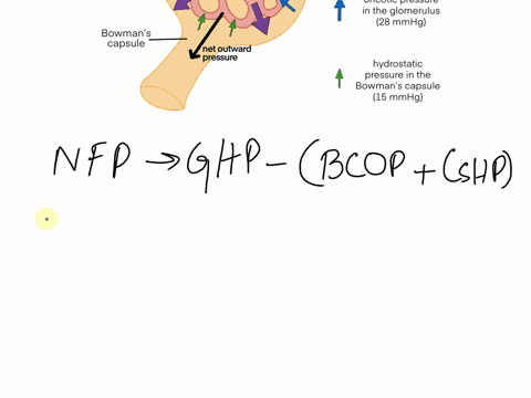 activity301-correlating-nephron-structure-with-urine-production-each-kidney-contains-more-than-1-million-nephrons-the-microscopic-renal-tubules-in-which-urine-is-produced-urine-production-in-32175