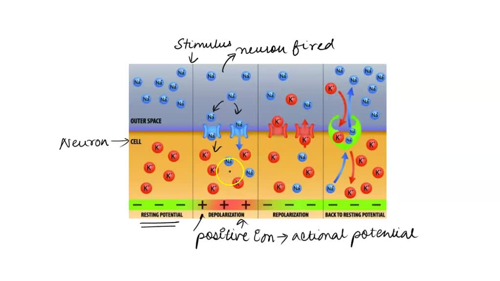 SOLVED: Question 37 (2 points) Saved What transport method do sodium ...