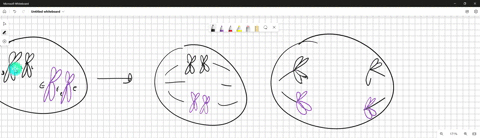 an-organism-has-2n4-chromosomes-with-the-dd-alleles-on-the-homologous-1-pair-and-ee-on-the-homologous-2-pair-a-nondisjunction-occurs-during-meiosis-ii-that-affects-one-of-the-chromosomes-dra-71568