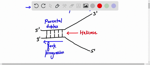 briefly-describe-the-process-of-dna-replication-start-with-the-molecular-machinery-and-be-sure-to-describe-what-dna-polymerase-does-use-the-terms-free-nucleotides-helicase-polymerase-complem-17107